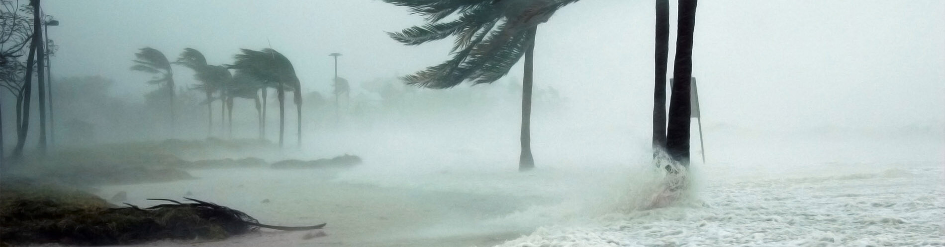 Wind blowing through trees on a shoreline